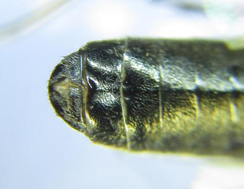Dolerus harwoodi