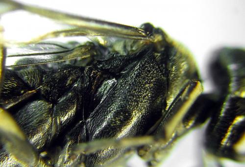 Réf. 290 986 : Macrophya albicincta
