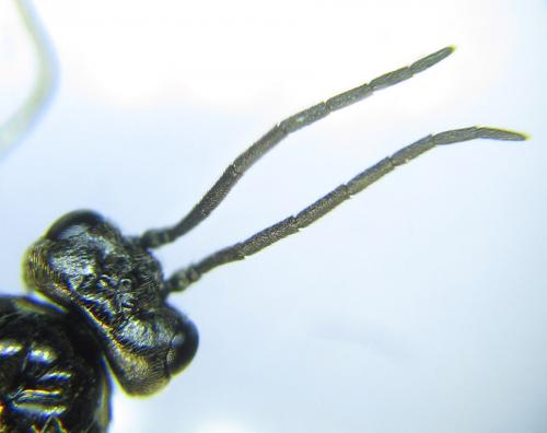 Empria alector