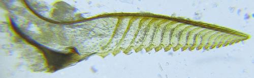 Réf. 290 768 : Pristiphora aphantoneura