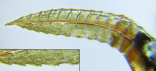 Aglaostigma aucupariae