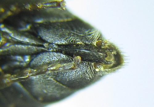 Réf. 290 918 : Monardis plana