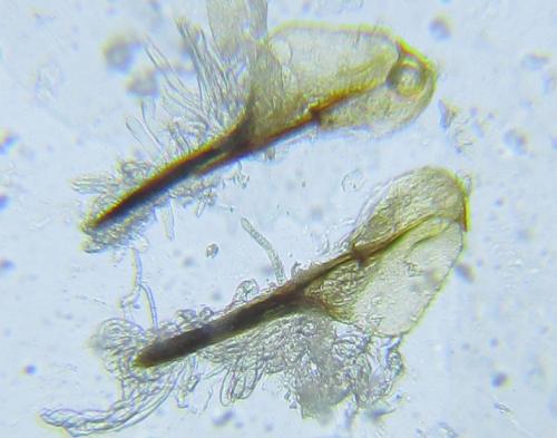 Empria pumila