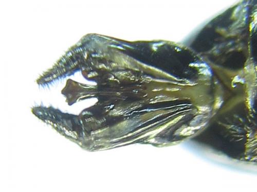 Dolerus harwoodi