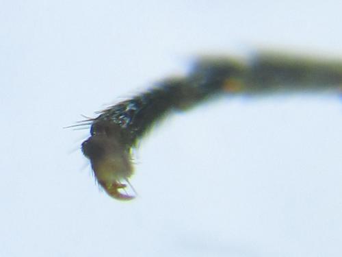 Empria alector