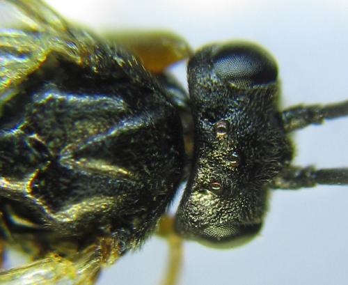 Réf. 290 769 : Pristiphora aphantoneura