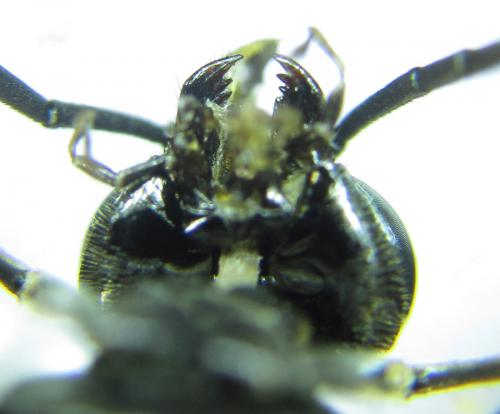 Réf. 290 987 : Macrophya albicincta