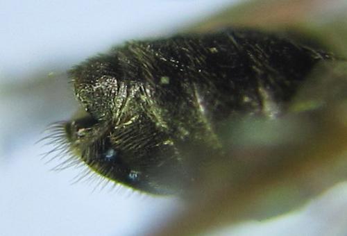 Réf. 290 770 : Pristiphora aphantoneura