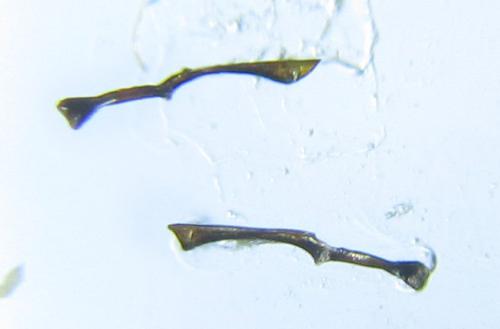 Dolerus harwoodi