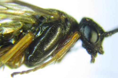 Réf. 290 771 : Pristiphora aphantoneura