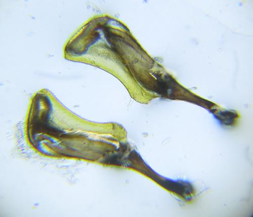 Dolerus harwoodi