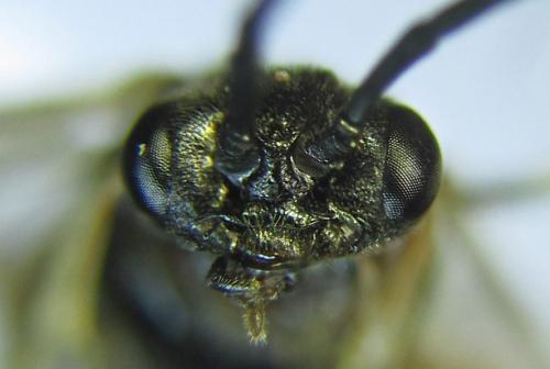 Réf. 290 772 : Pristiphora aphantoneura