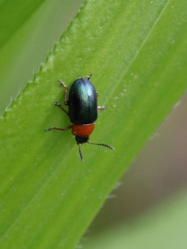 Réf. 290 209 : Gastrophysa polygoni
