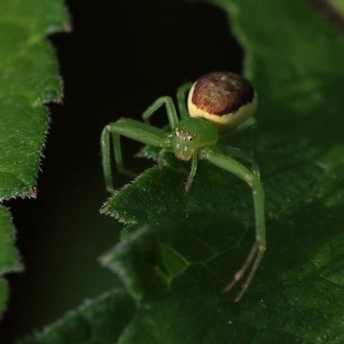 Réf. 290 106 : Diaea dorsata
