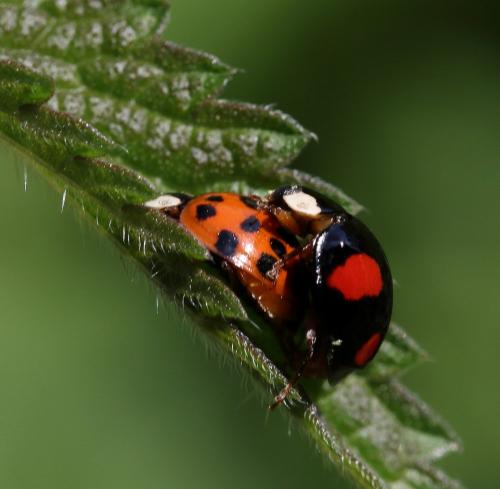 Réf. 290 078 : Harmonia axyridis
