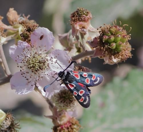 Zygaena occitanica