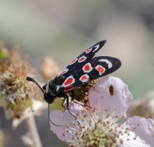 Zygaena occitanica