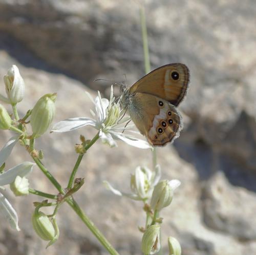 Coenonympha dorus