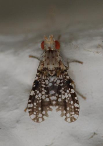 Réf. 290 891 : Trypetoptera punctulata