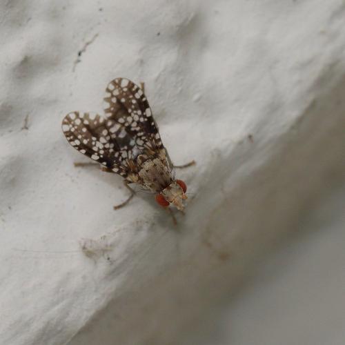 Réf. 290 892 : Trypetoptera punctulata
