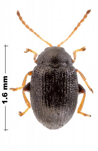 Epitrix sp.