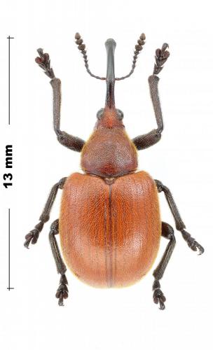Réf. 290 899 : Rhynchitinae inconnu