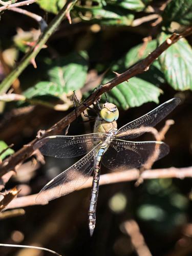 Anax parthenope