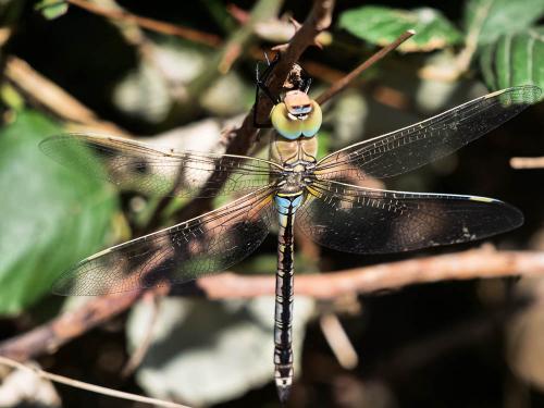 Anax parthenope