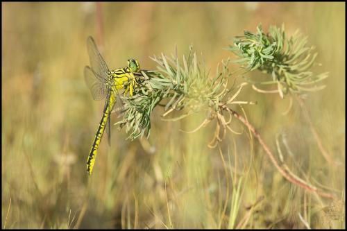 Stylurus flavipes
