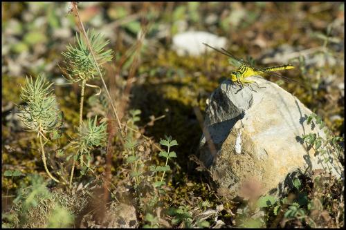 Stylurus flavipes