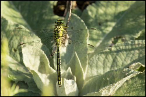 Stylurus flavipes