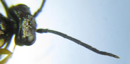 Ametastegia pallipes