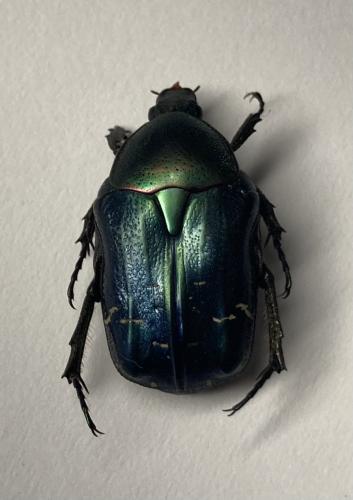 Réf. 290 372 : Cetonia aurata