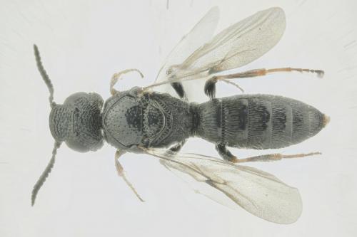 Réf. 290 272 : Sparasion cephalotes