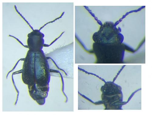 Réf. 290 392 : Charopus docilis