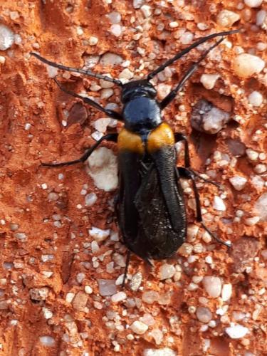 Réf. 290 533 : Sitaris muralis