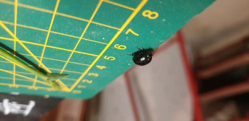Réf. 290 292 : Chrysolina sp.