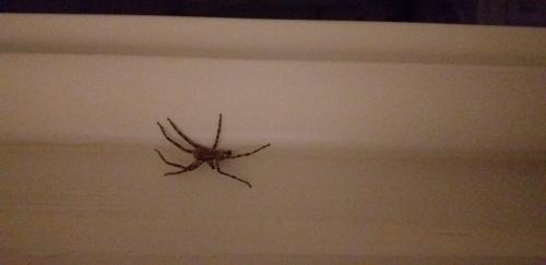 Réf. 290 353 : Zoropsis spinimana
