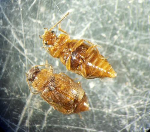 Omaliinae