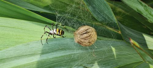 Argiope bruennichi