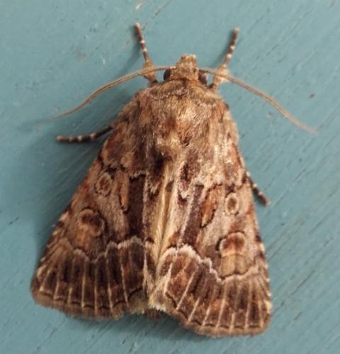 Réf. 290 648 : Thalpophila matura