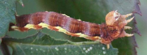 Erannis defoliaria