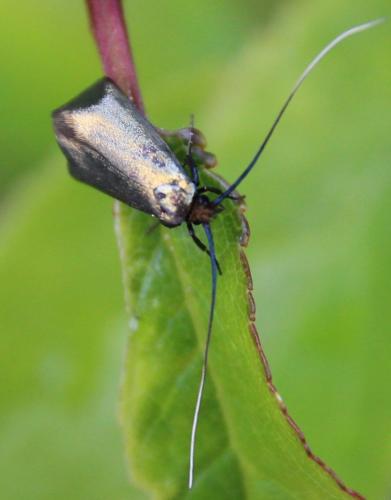 Réf. 290 290 : Adela reaumurella