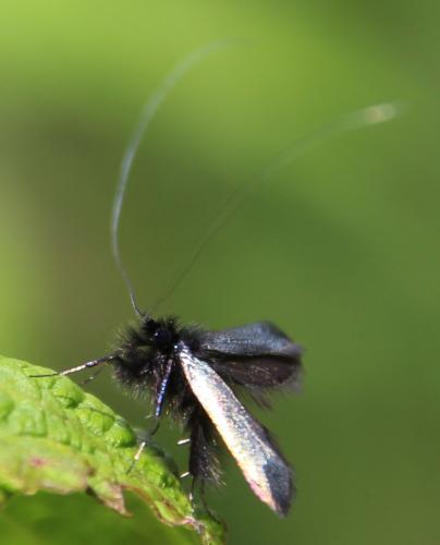Adela reaumurella