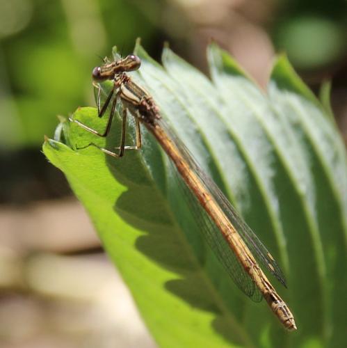 Réf. 290 002 : Platycnemis acutipennis
