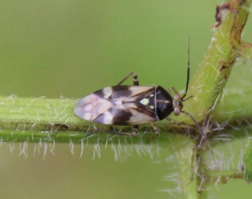 Réf. 290 230 : Orthops sp.
