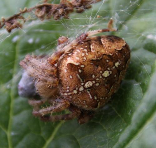 Araneus diadematus