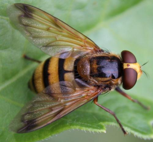 Réf. 290 543 : Volucella inanis