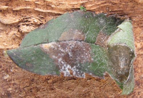 Priophorus compressicornis