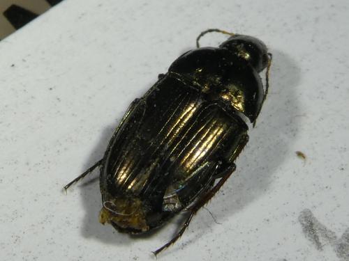 Amara aenea